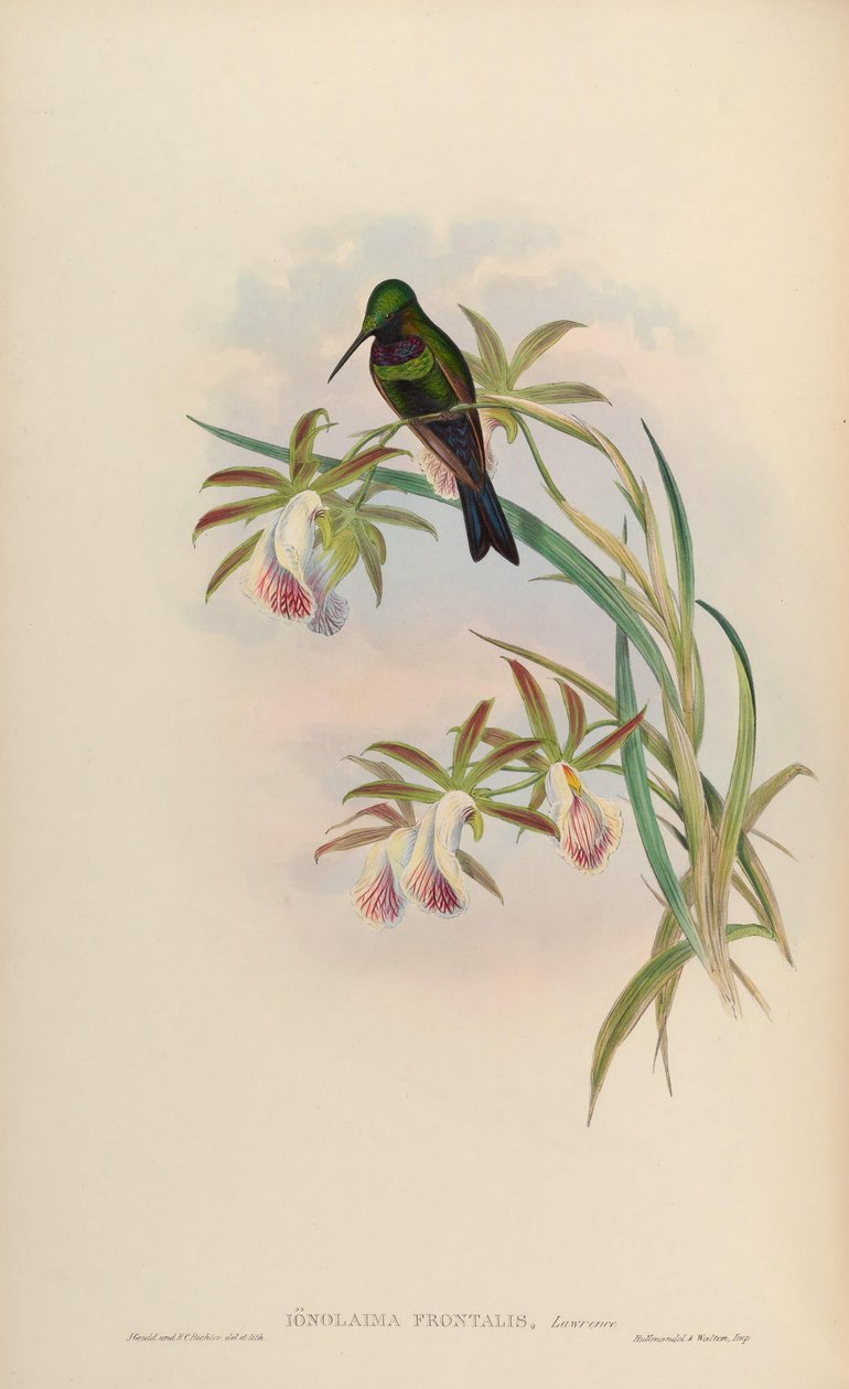 Ionolaima frontalis = Heliodoxa Schreibersii av John Gould