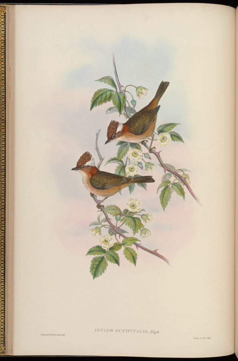 Ixulus occipitalis = Yuhina bakeri av John Gould