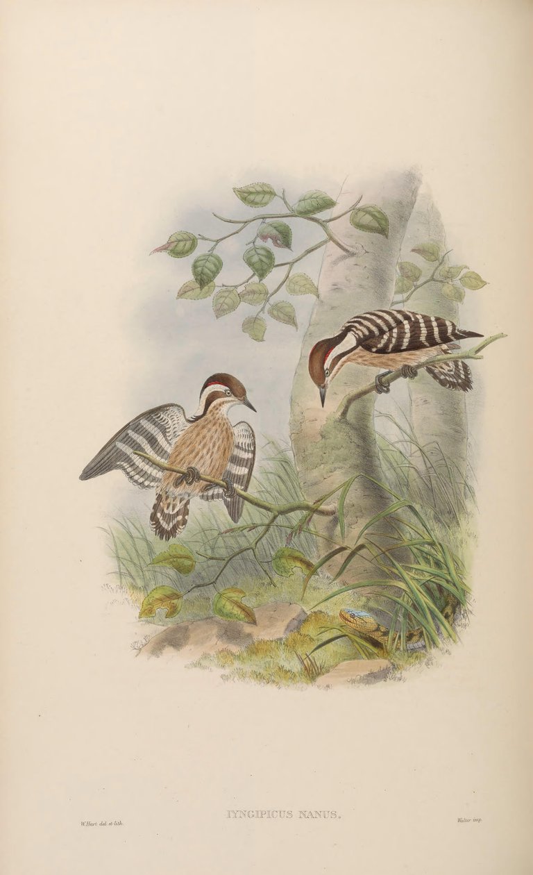 Iyngipicus nanus = Dendrocopos nanus av John Gould