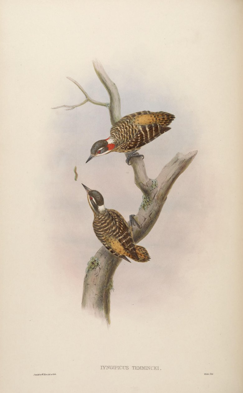 Iyngipicus temmincki = Dendrocopos temminckii[2] av John Gould