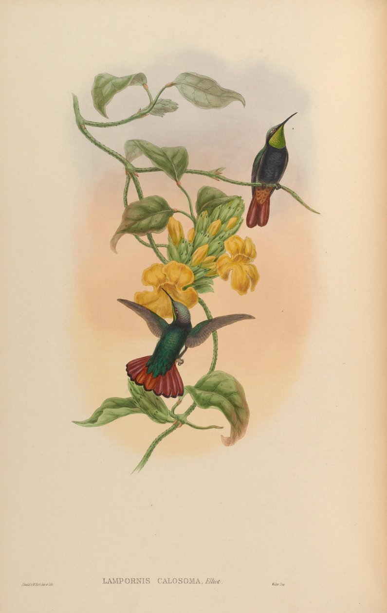 Lampornis Calosom av John Gould