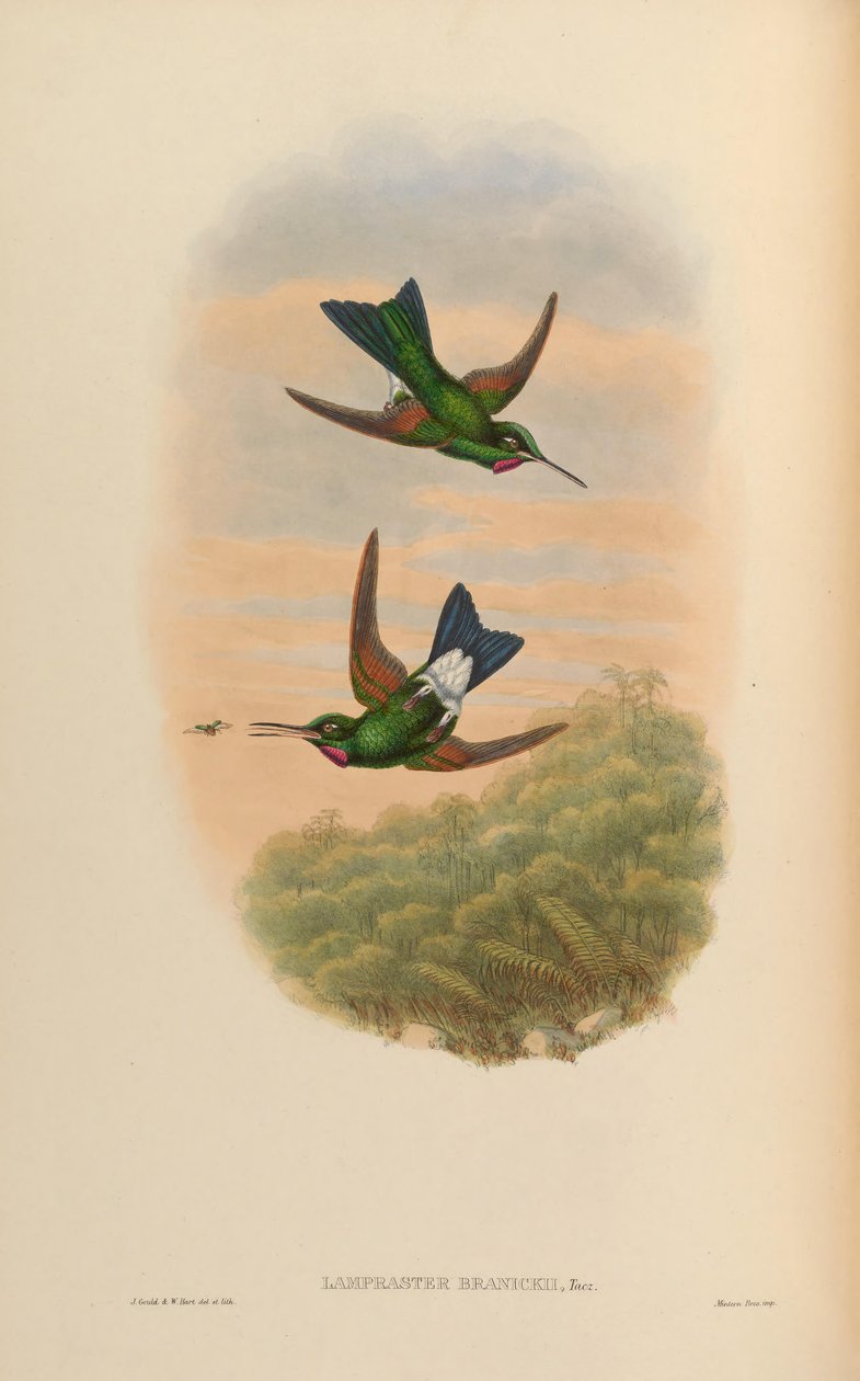 Lampraster branickii = Heliodoxa branickii av John Gould