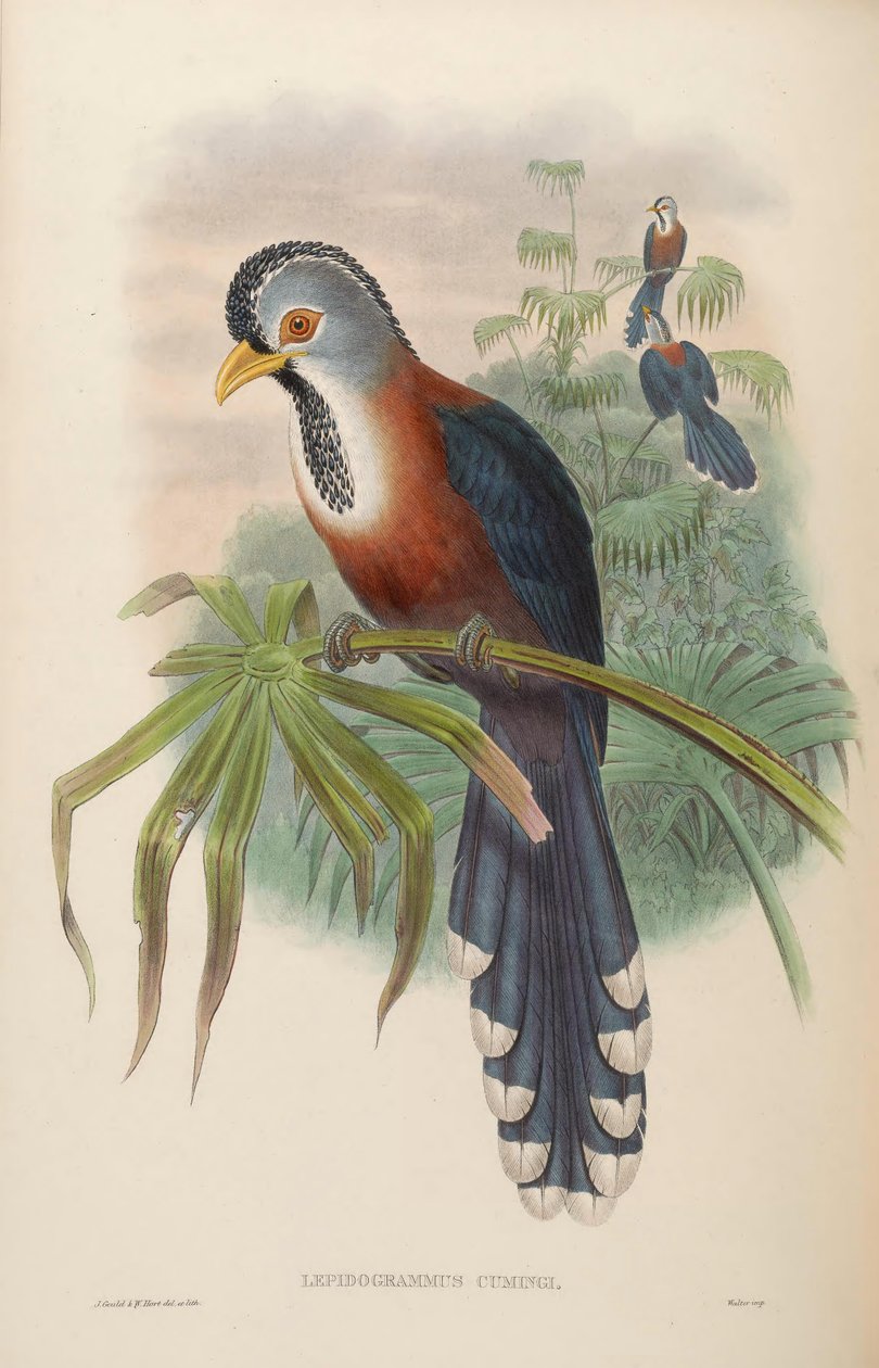 Lepidogrammus cumingi = Dasylophus cumingi av John Gould
