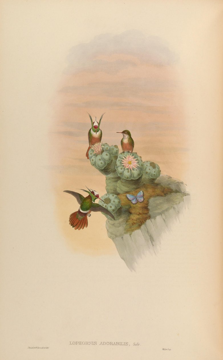 Lophornis adorabilis av John Gould