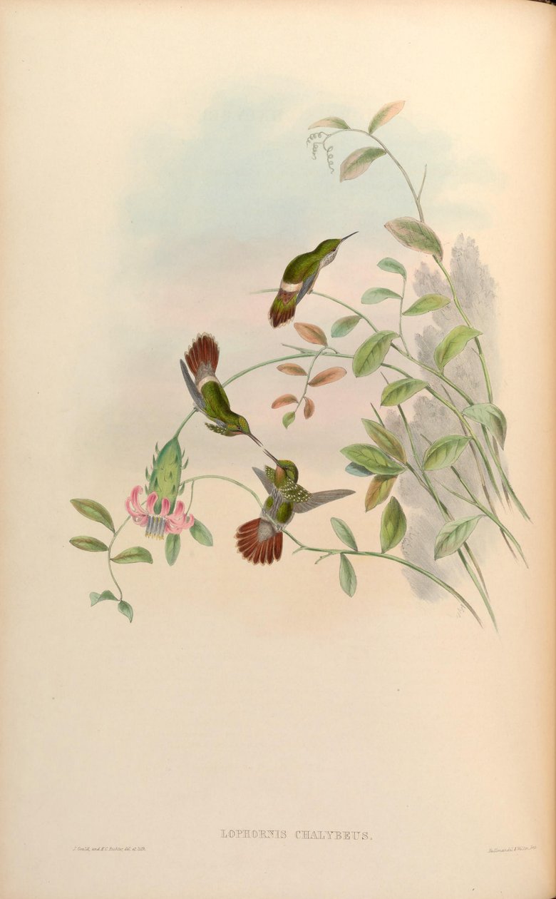 Lophornis chalybaeus av John Gould