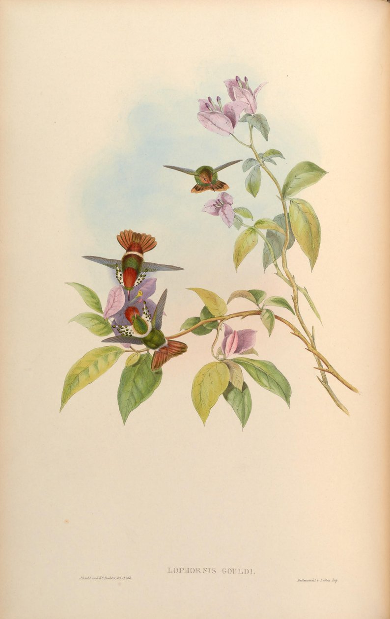 Lophornis gouldii av John Gould