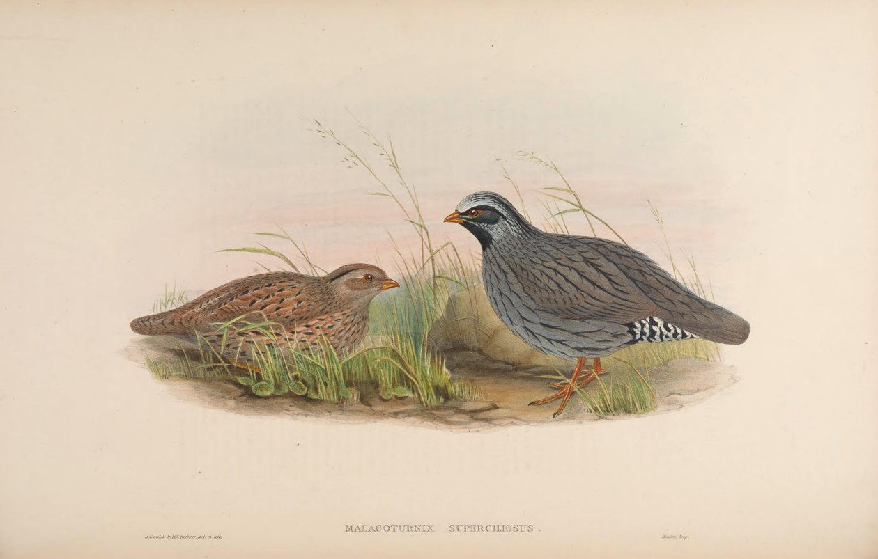 Malacoturnix superciliosus = Ophrysia superciliosa av John Gould