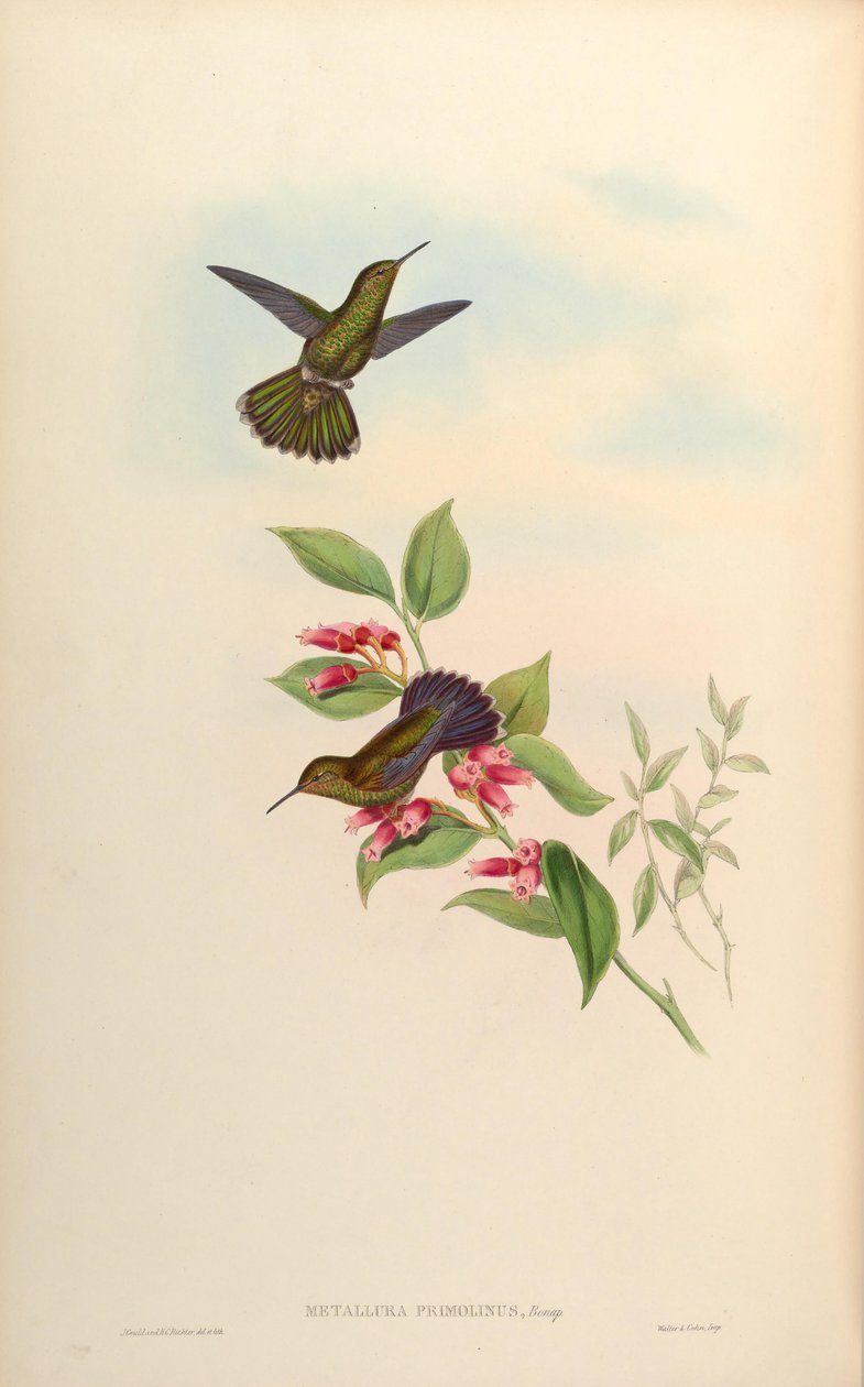 Metallura primolina = Metallura william primolina av John Gould