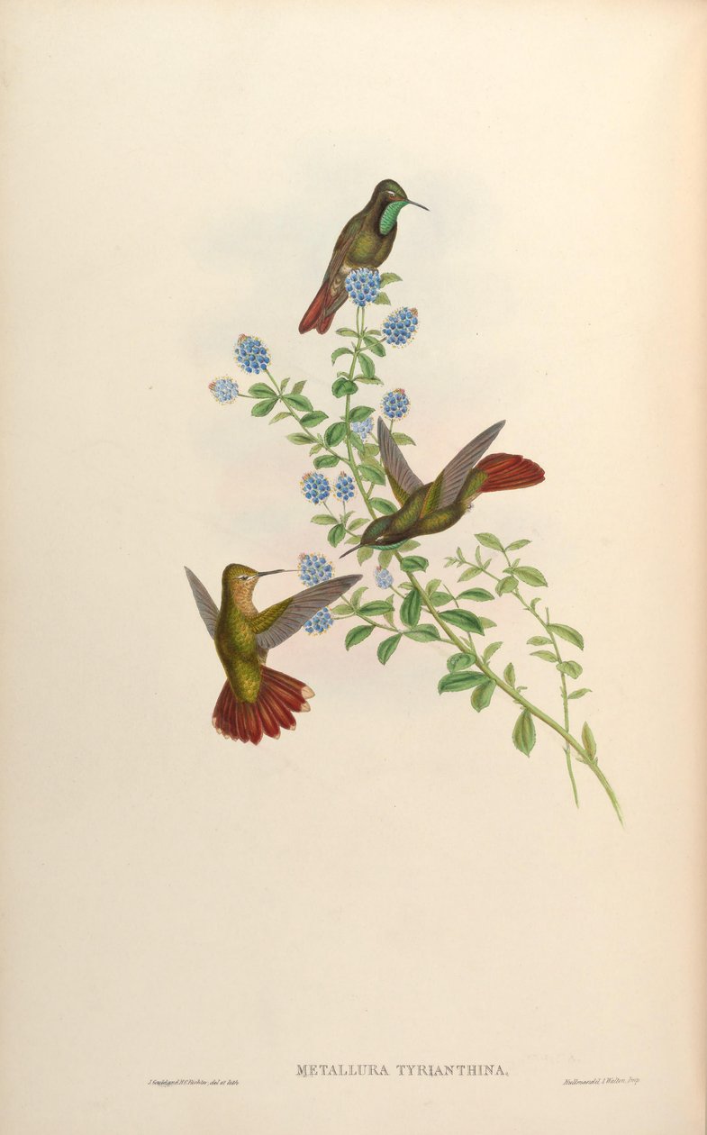 Metallura tyrianthina av John Gould