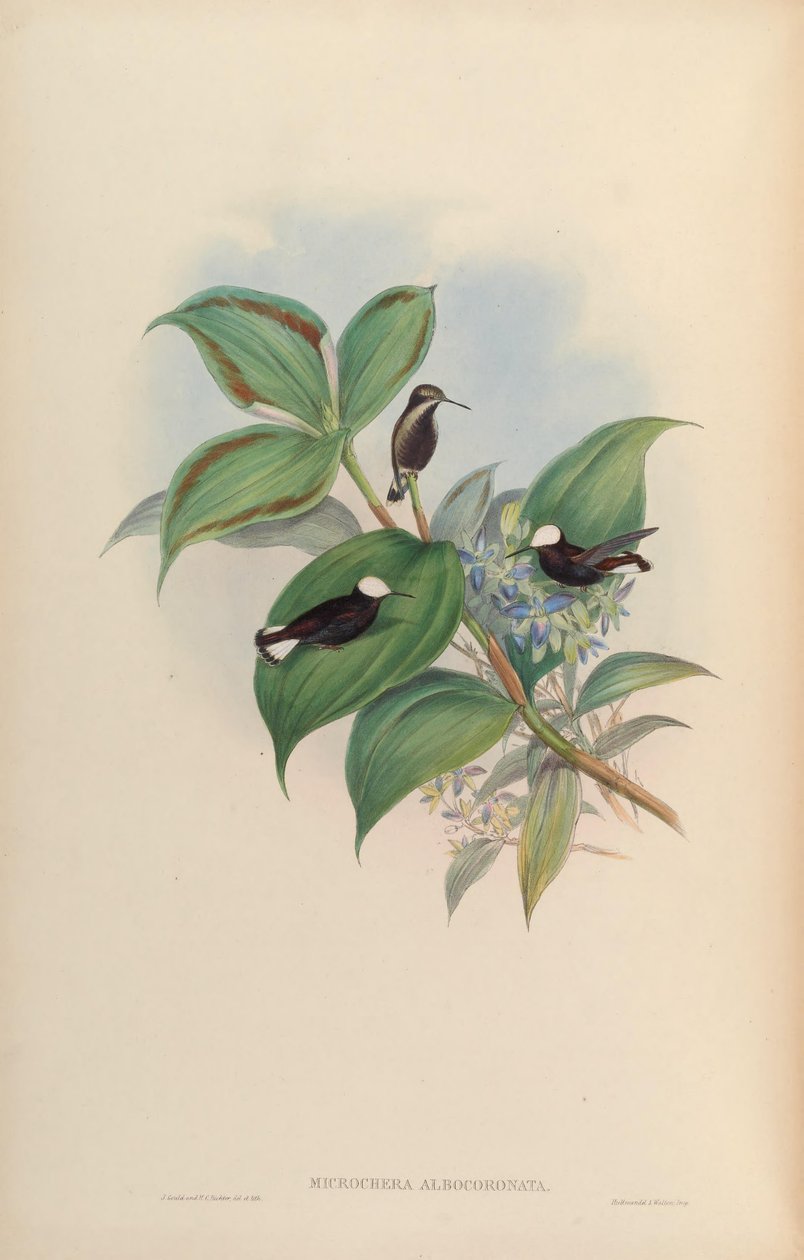 Microchera albocoronata av John Gould
