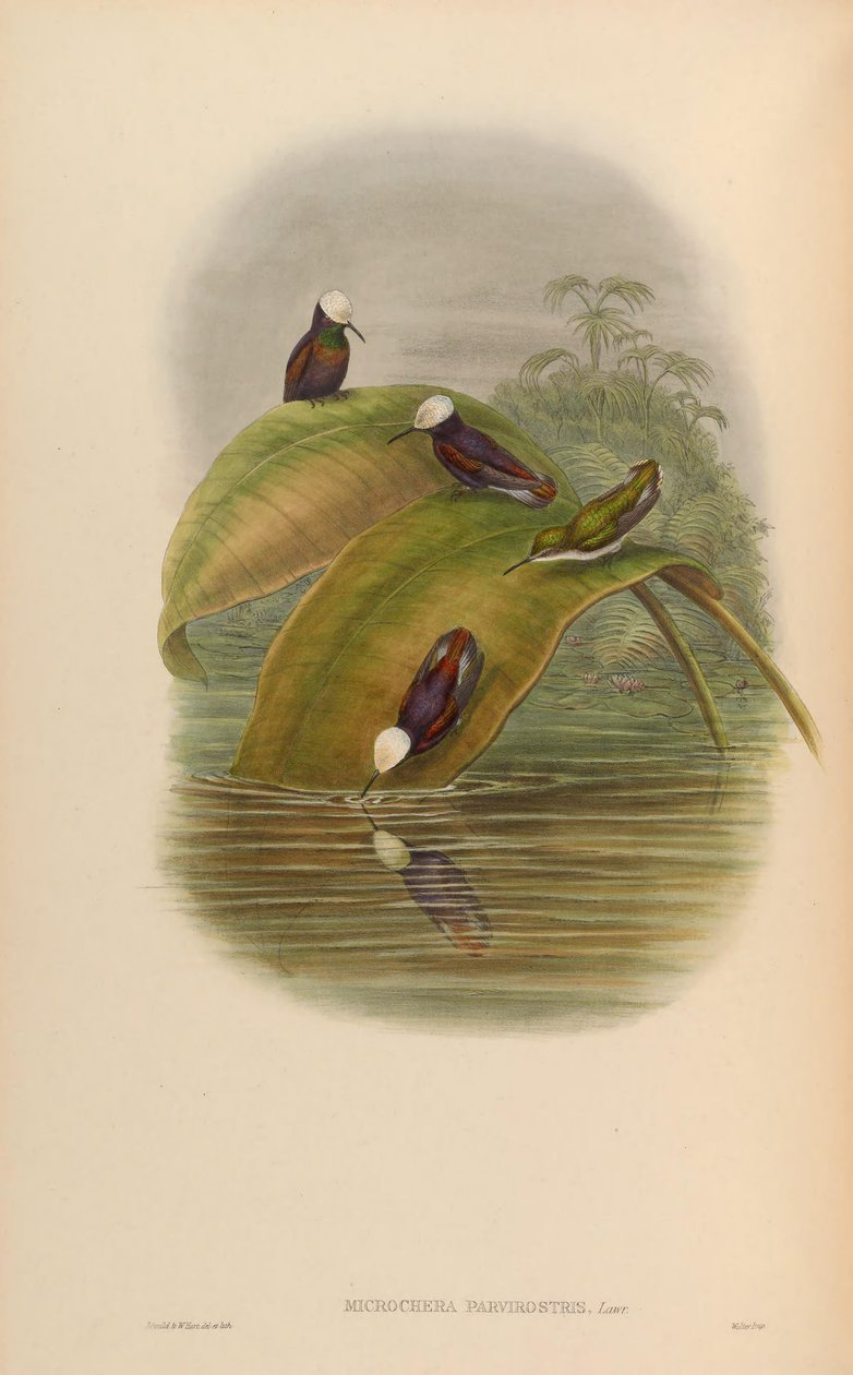 Microchera parvirostris = Microchera albocoronata parvirostris av John Gould