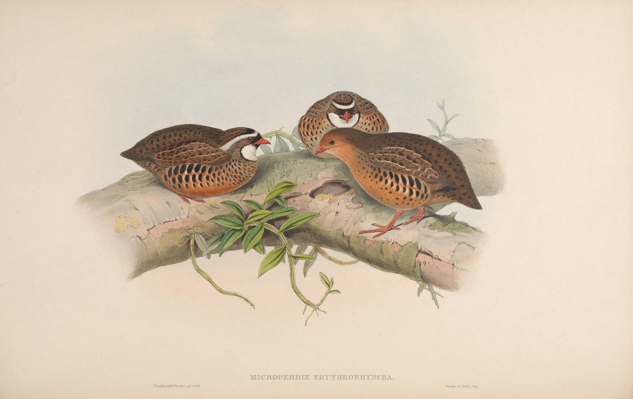 Microperdix erythrorhyncha = Perdicula erythrorhyncha av John Gould