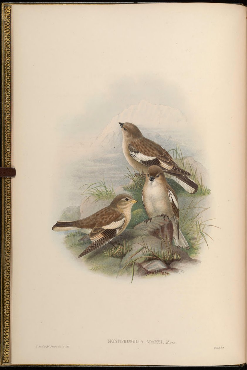 Montifringilla adamsi av John Gould