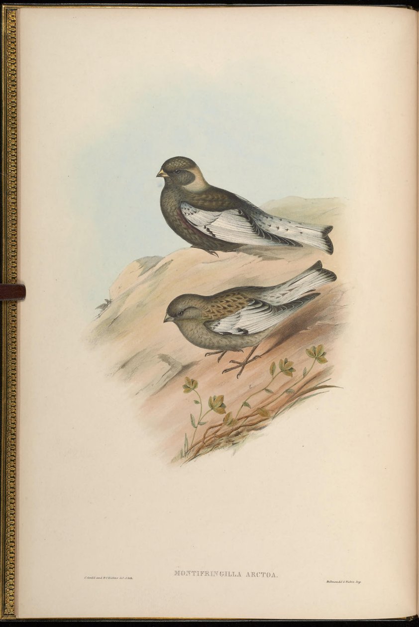 Montifringilla arctoa = Passer arctous = Leucosticte arctoa [2] av John Gould