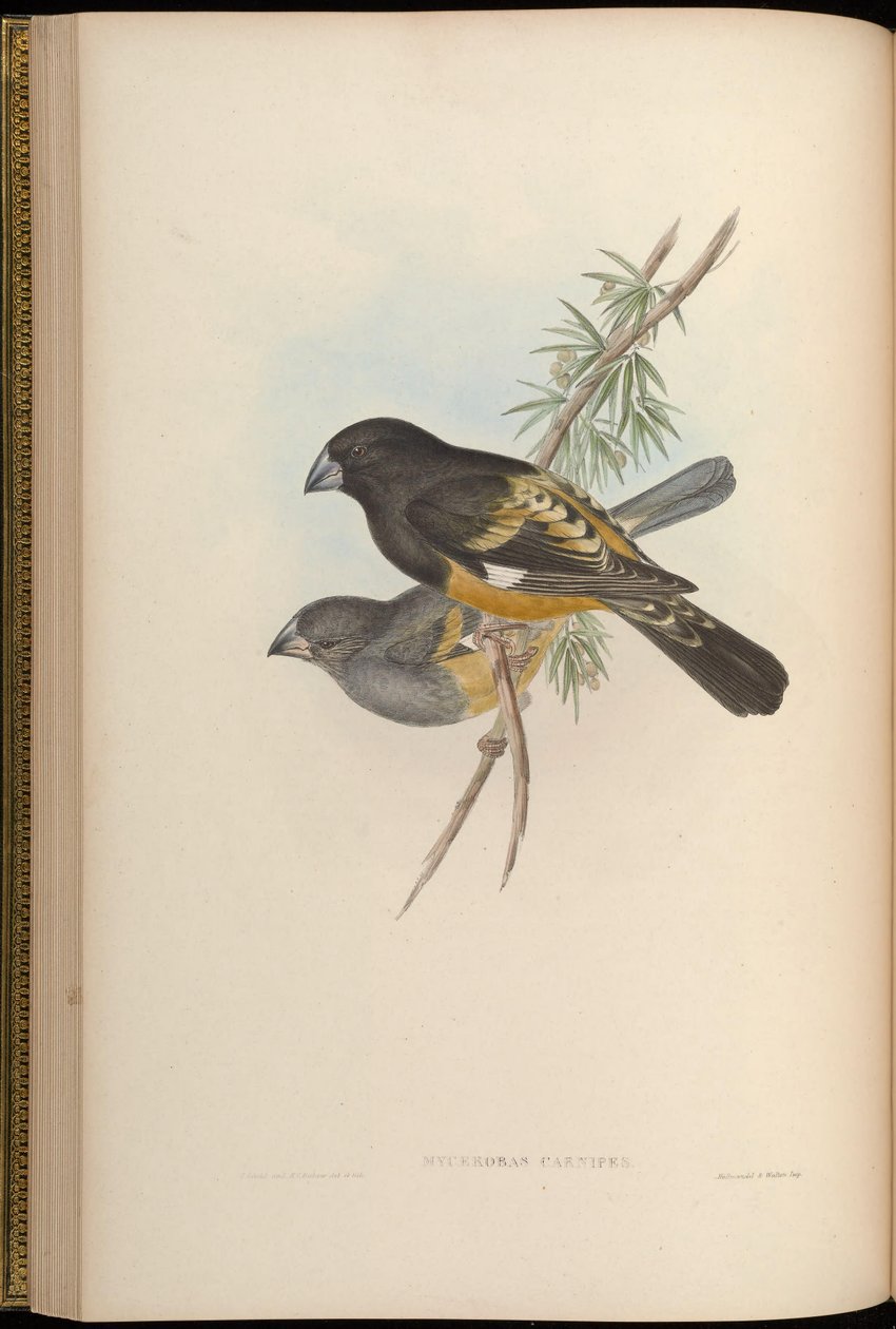 Mycerobas carnipes av John Gould