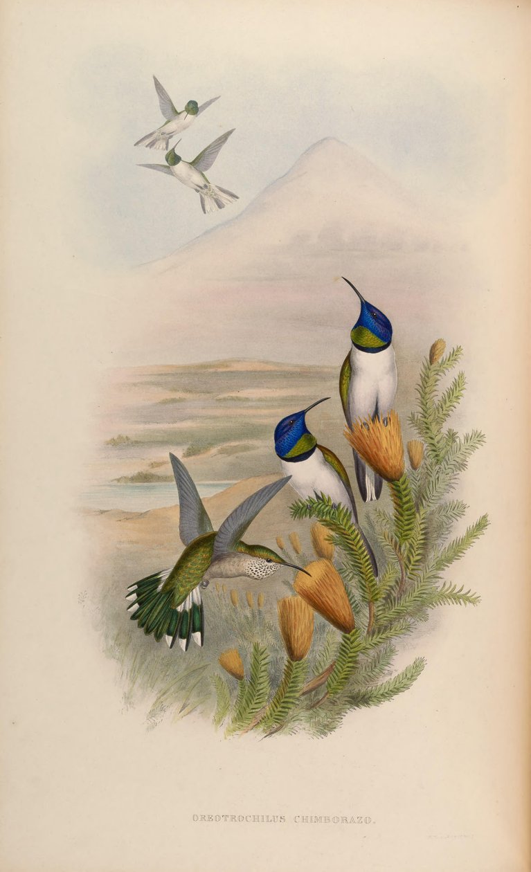 Oreotrochilus chimborazo av John Gould