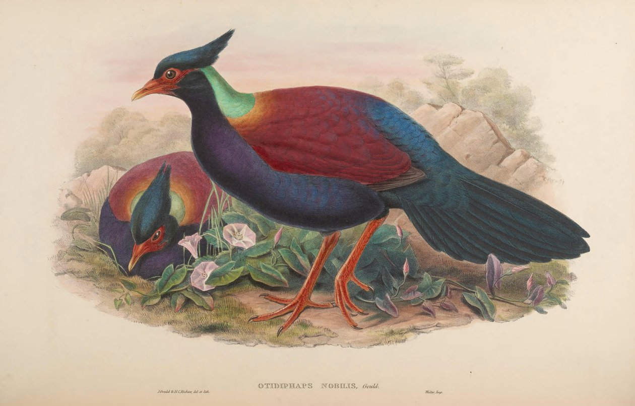 Otidiphaps ädla av John Gould