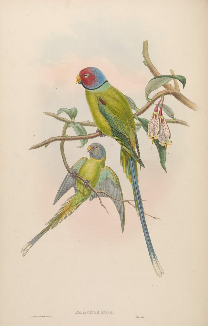 Palaeornis rosa = Psittacula roseata av John Gould