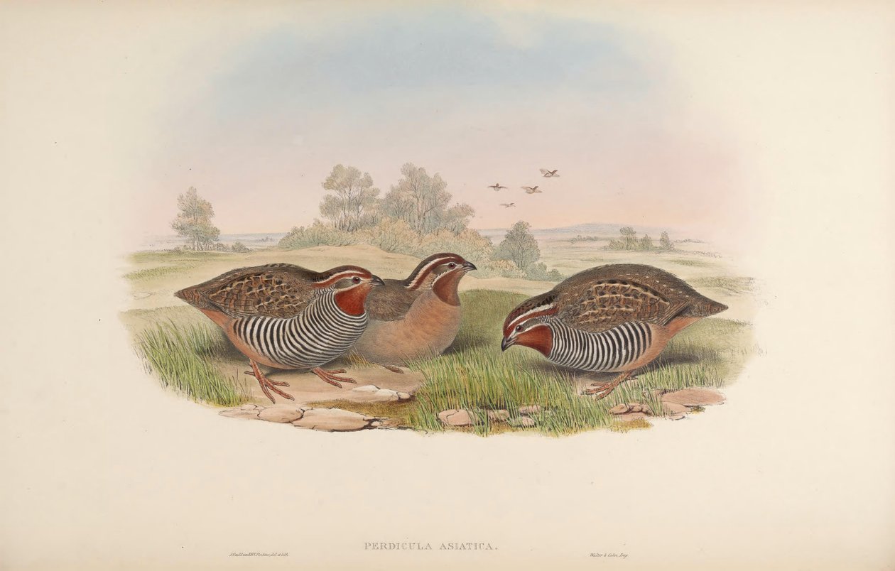 Asiatisk rapphöna av John Gould
