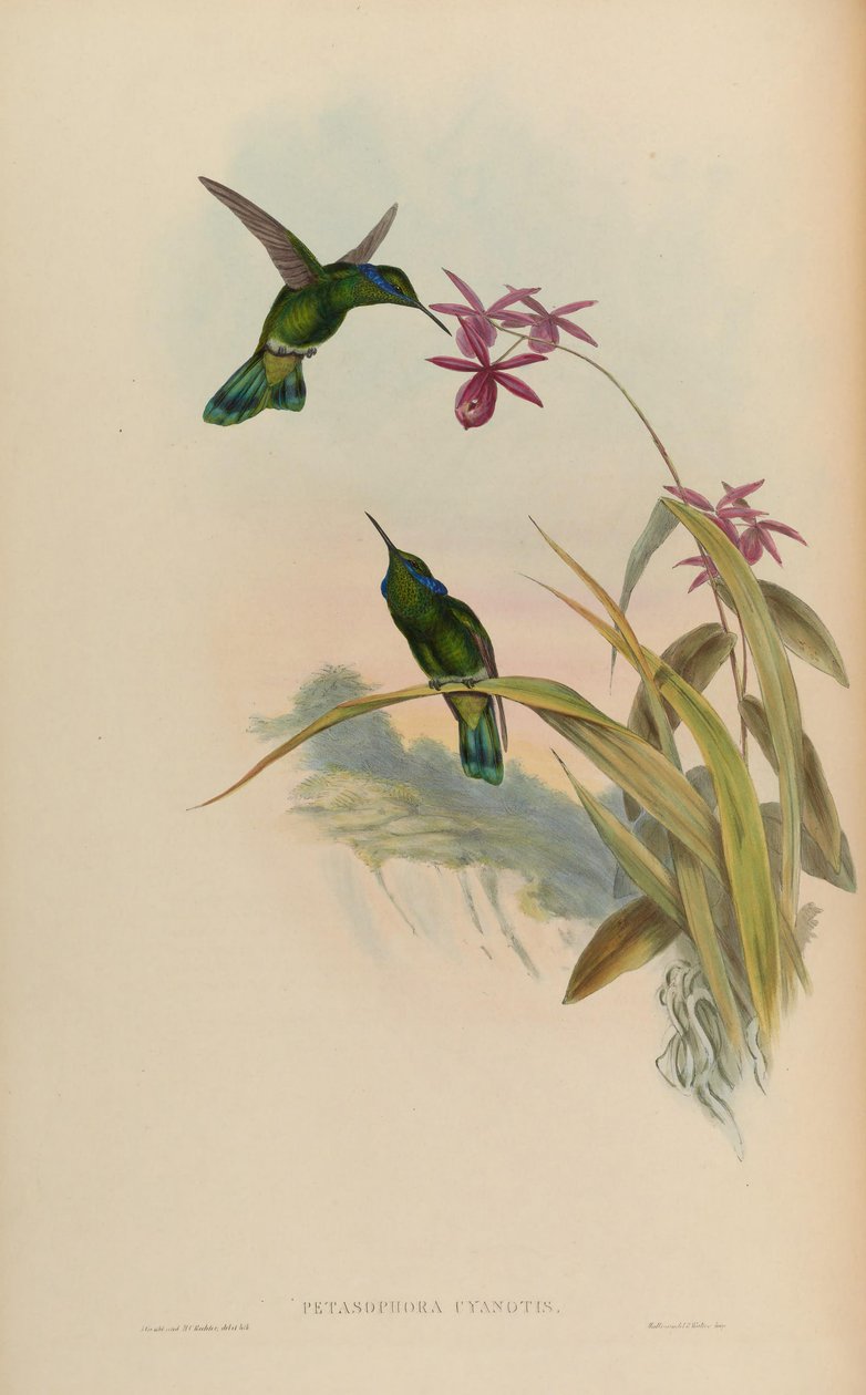 Petasophora cyanotus = Colibri thalassinus cyanotus av John Gould