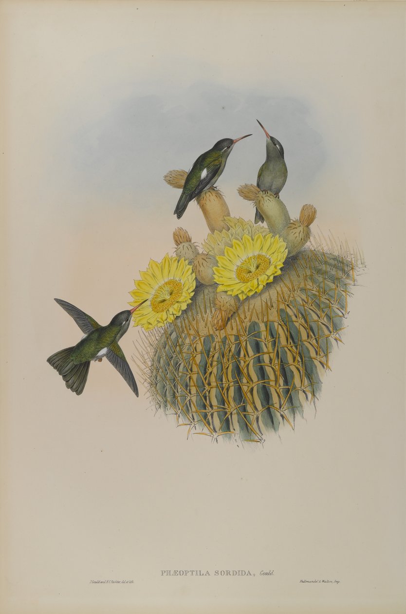 Phaeoptila Sordida: Dunkel av John Gould