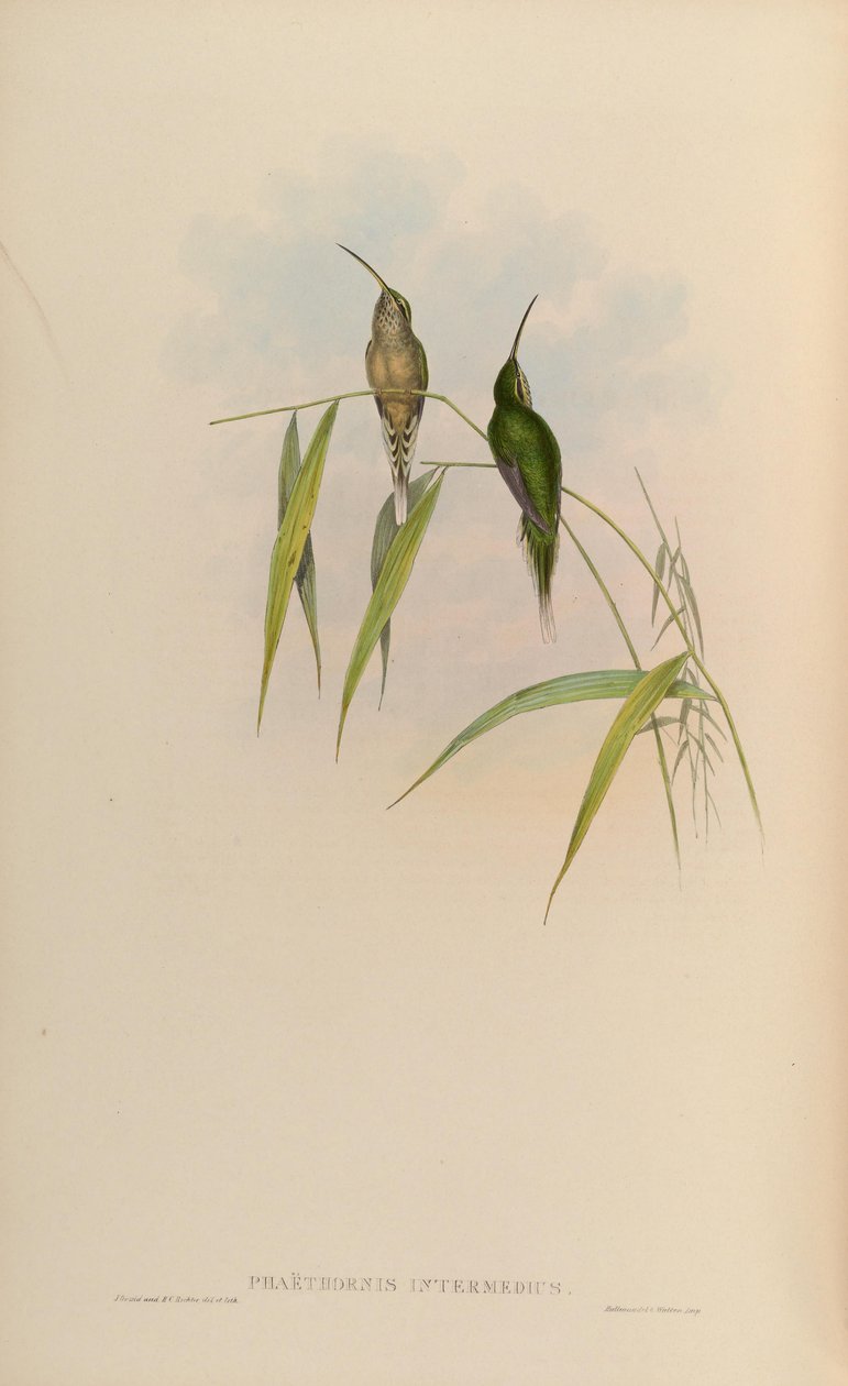 Phaethornis intermedius = Phaethornis squalidus av John Gould