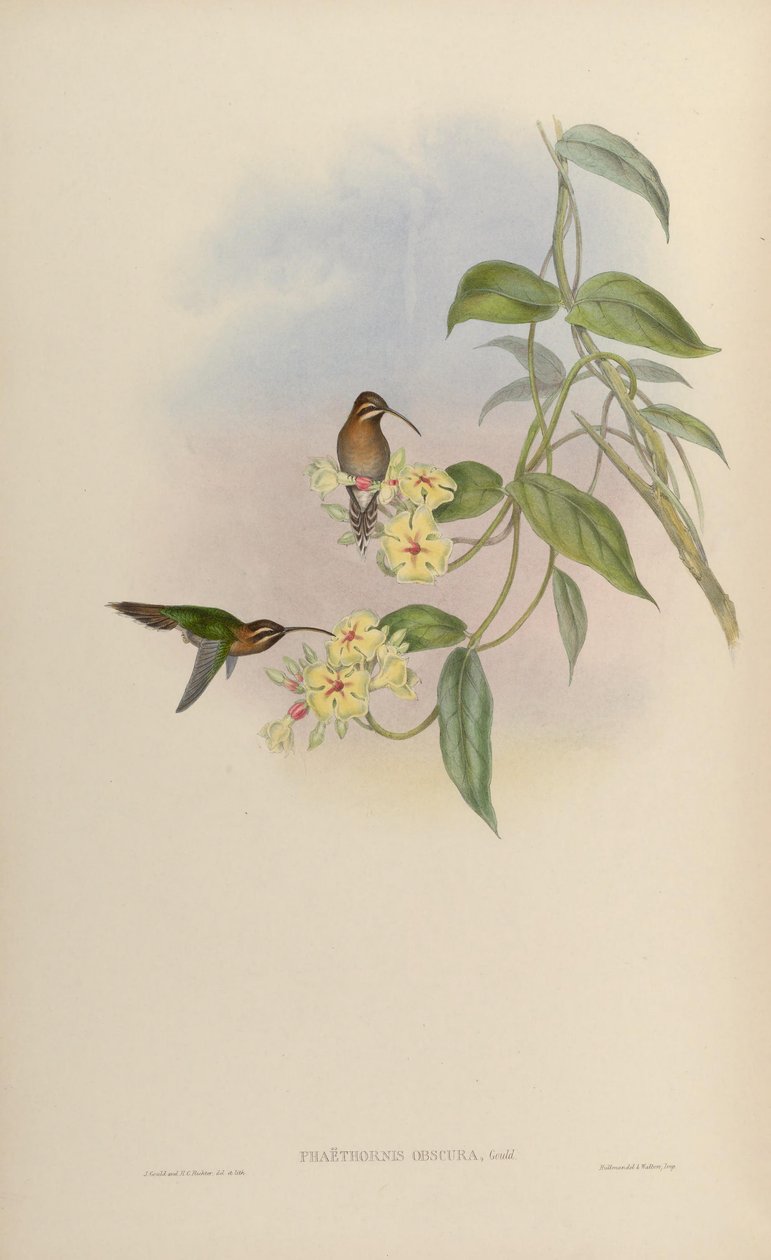 Phaethornis obscura = Phaethornis idaliae av John Gould