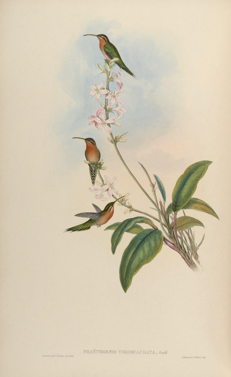 Phaethornis viridicaudata = Phaethornis idaliae av John Gould