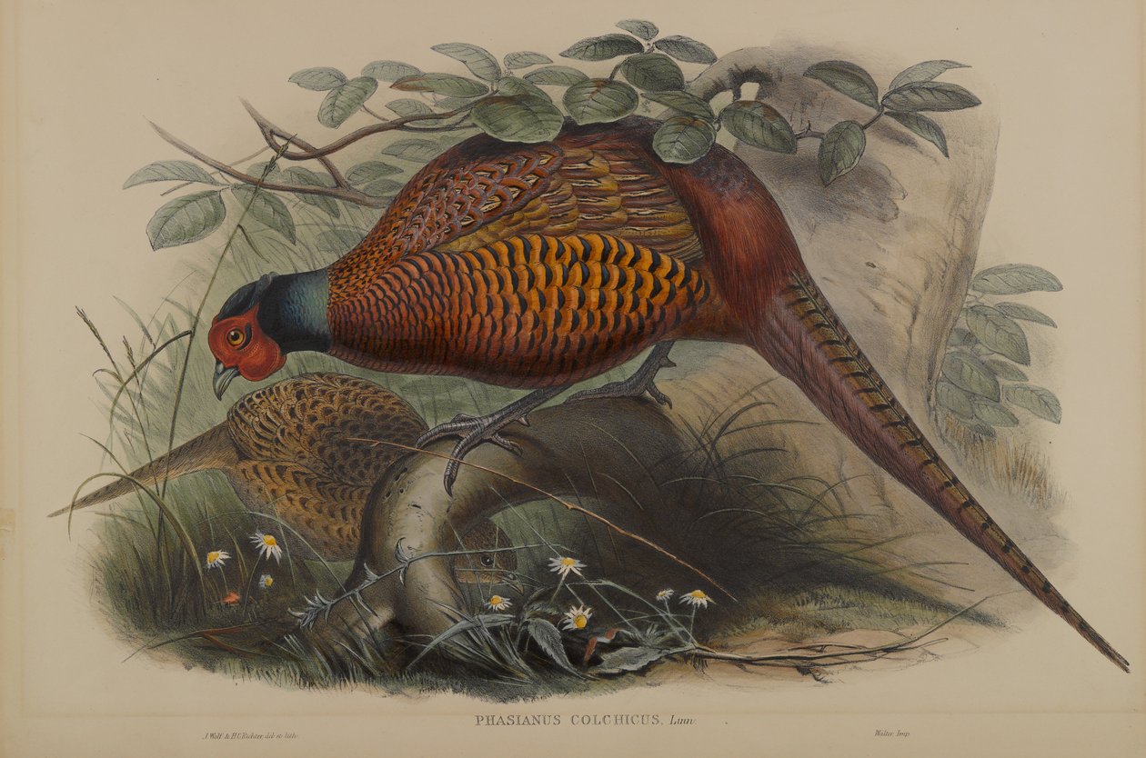 Phasianus Colchicus: Vanlig fasan av John Gould
