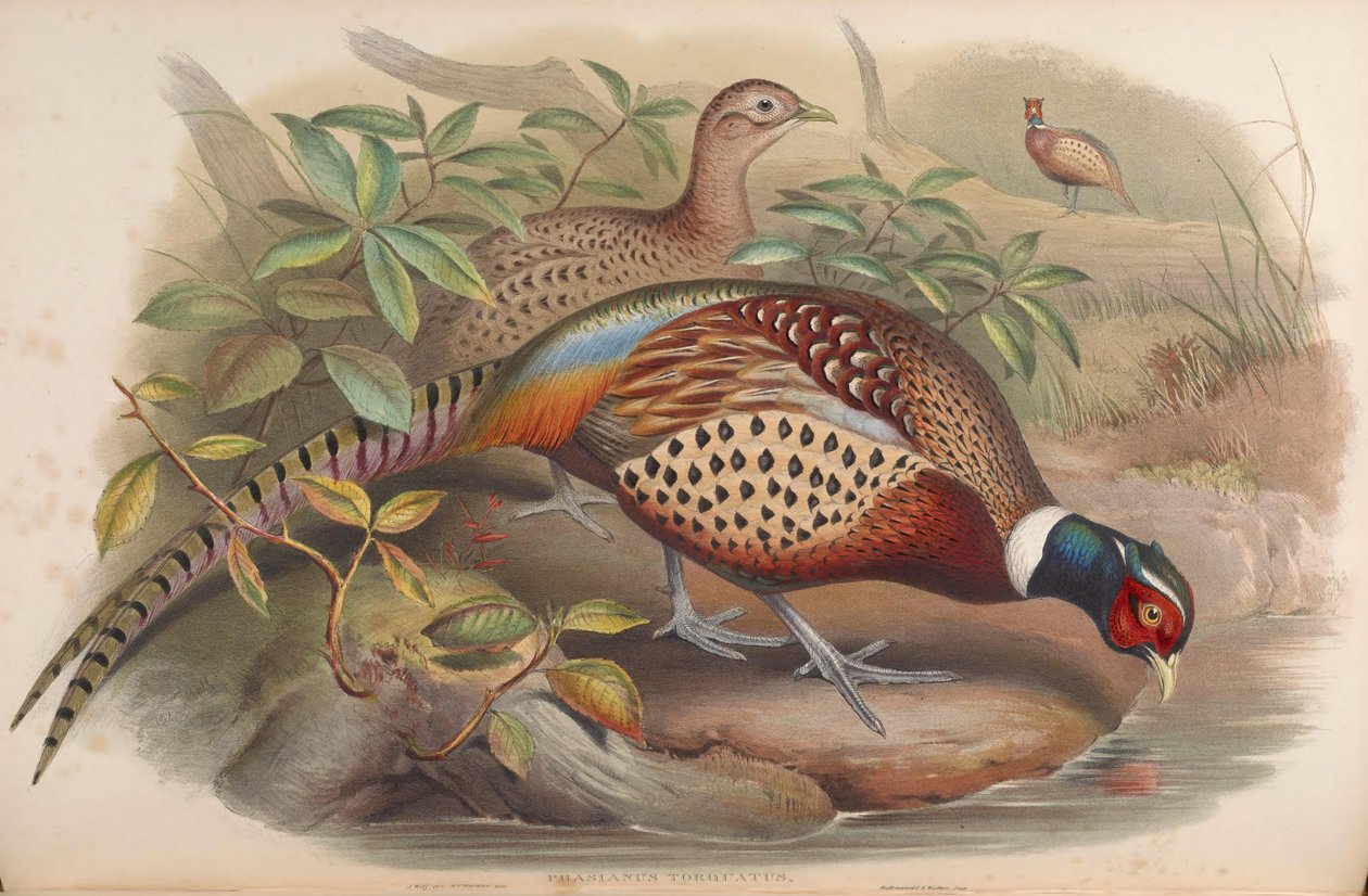 Phasianus torquatus = Phasianus colchicus av John Gould