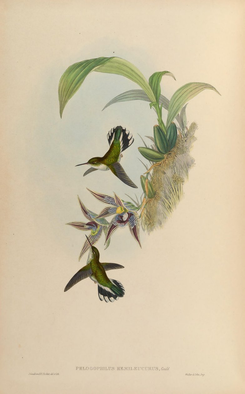 Phlogophilus hemileucurus på Paphinia cristata (orkidé) av John Gould