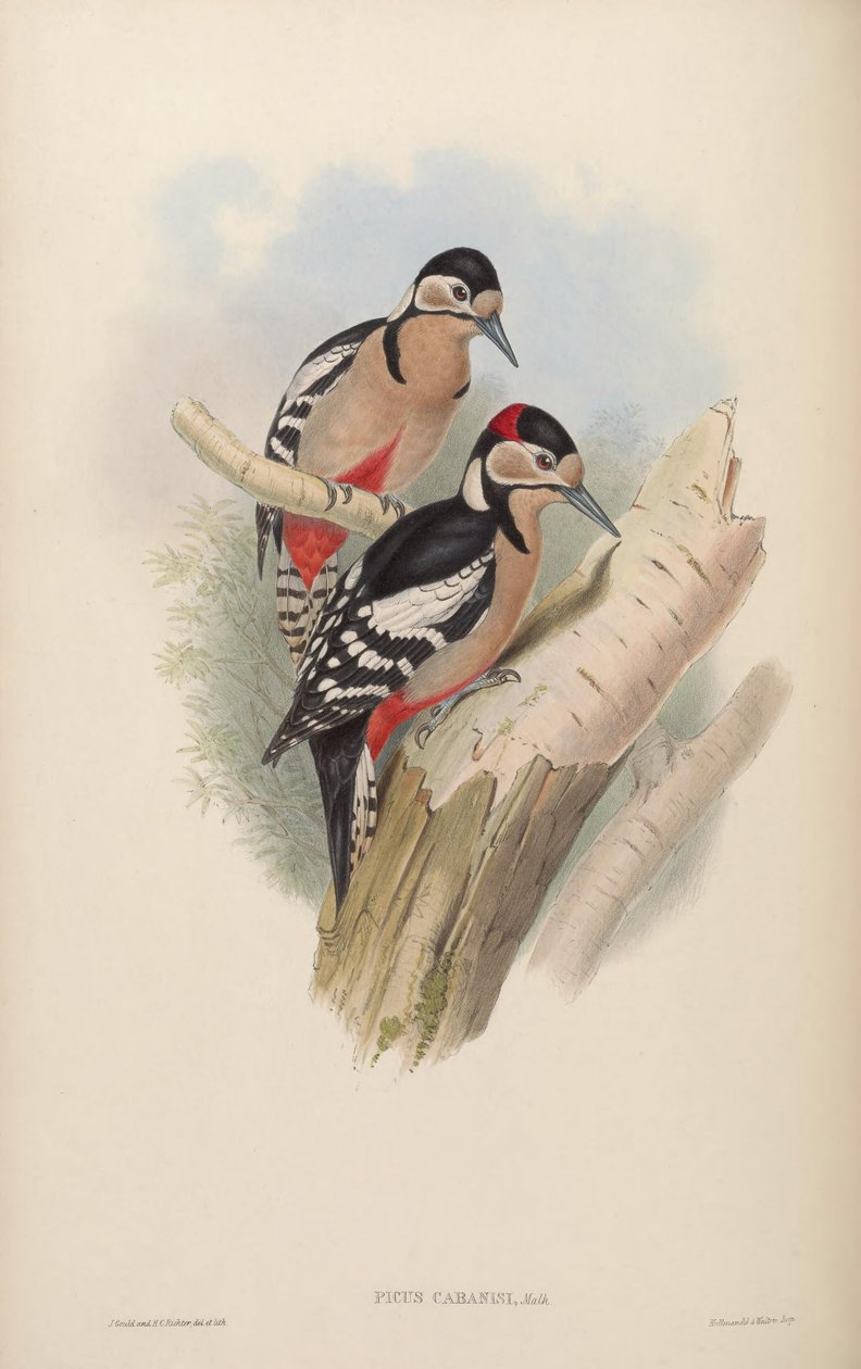 Picus cabanisi = Dendrocopos major cabanisi av John Gould