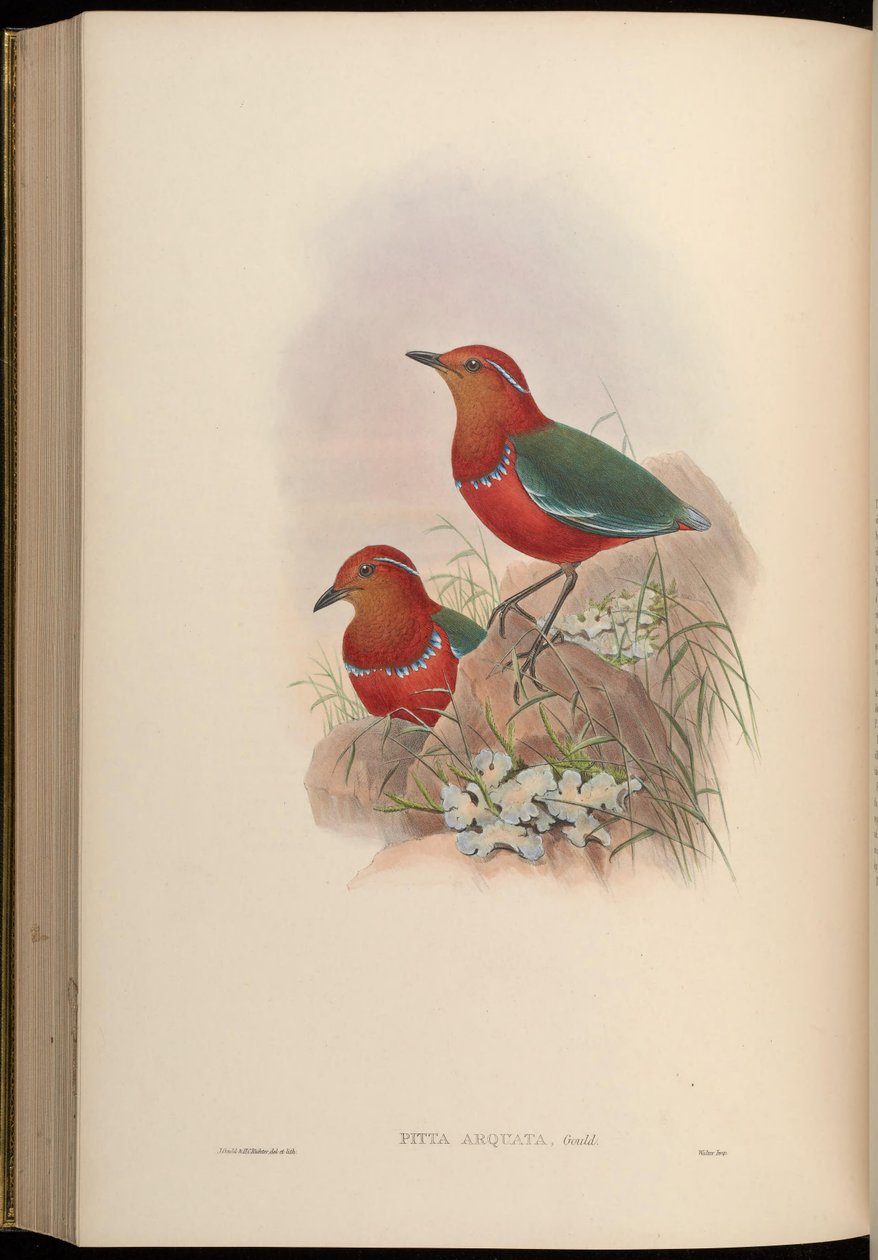 Pitta arquata = erythropitta arquata av John Gould