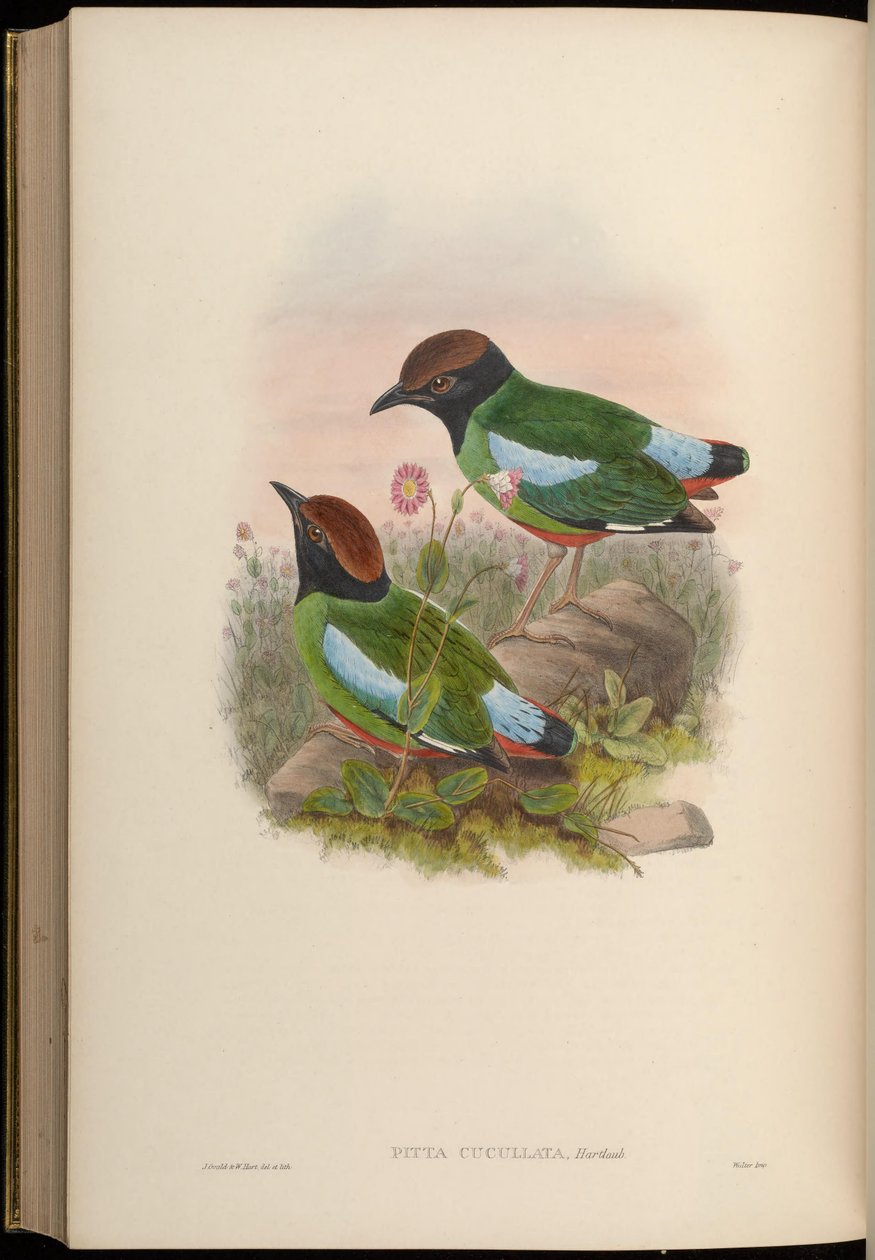 Pitta cucullata = Pitta sordida cucullata av John Gould