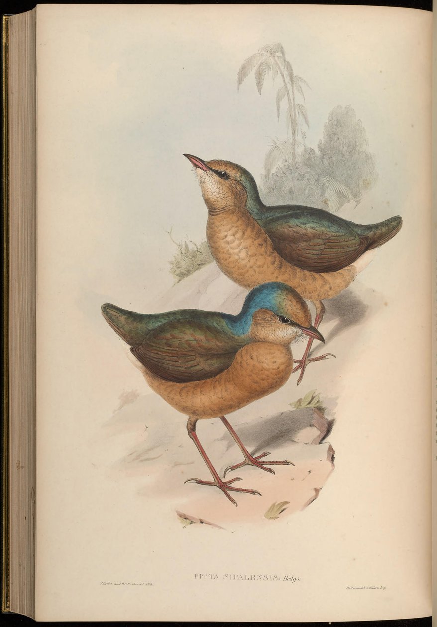 Pitta nipalensis = Hydrornis nipalensis av John Gould
