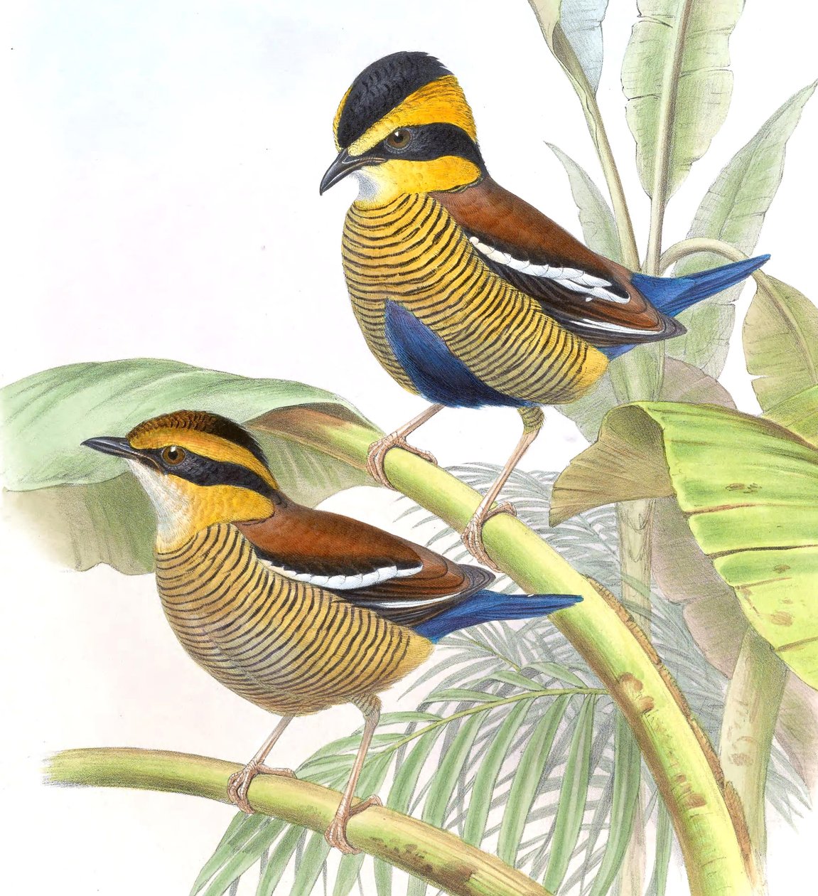 Pitta schwaneri = Hydrornis schwaneri av John Gould