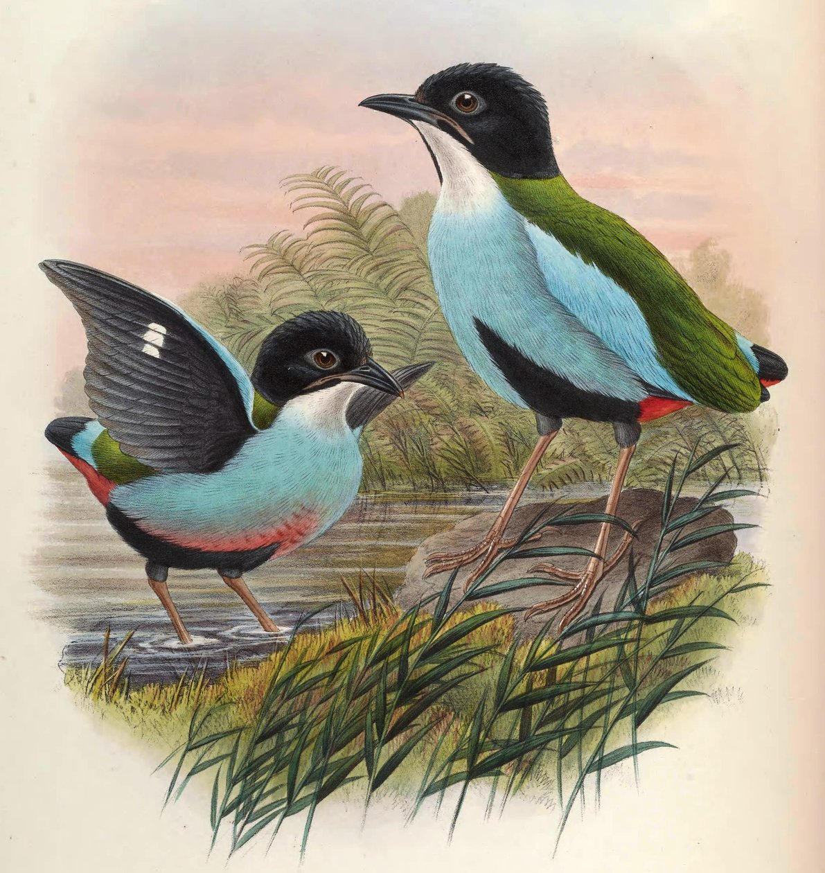 Pitta steerii av John Gould