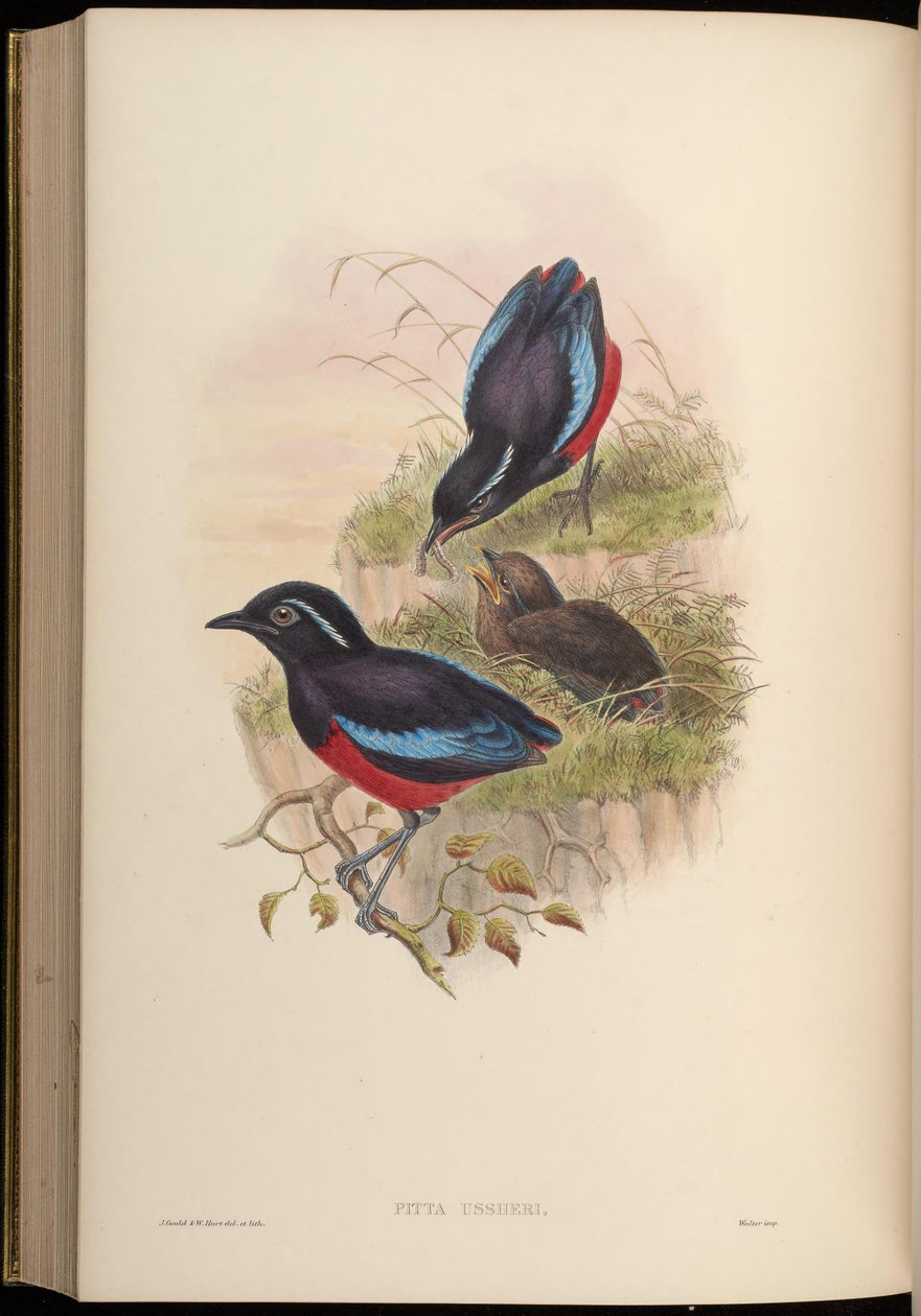 Pitta ussheri = Erythropitta ussheri av John Gould