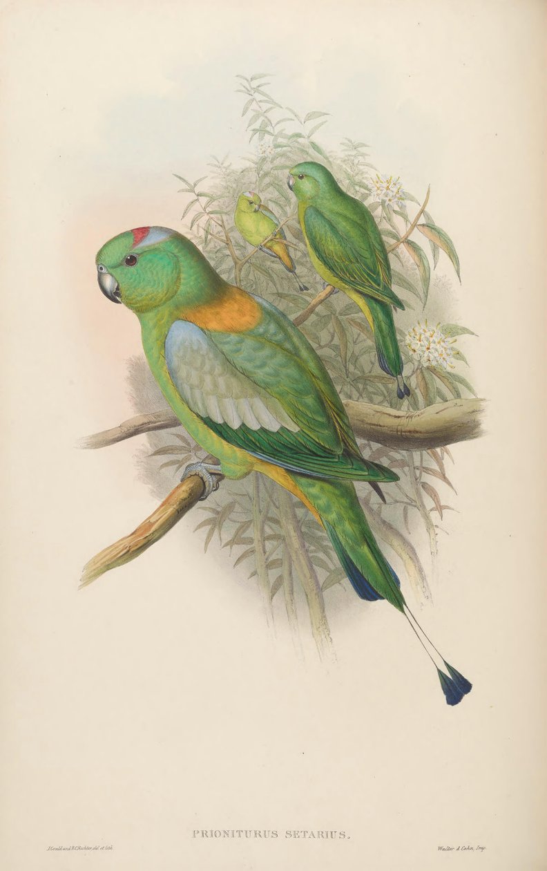 Prioniturus setarius = Prioniturus platurus av John Gould