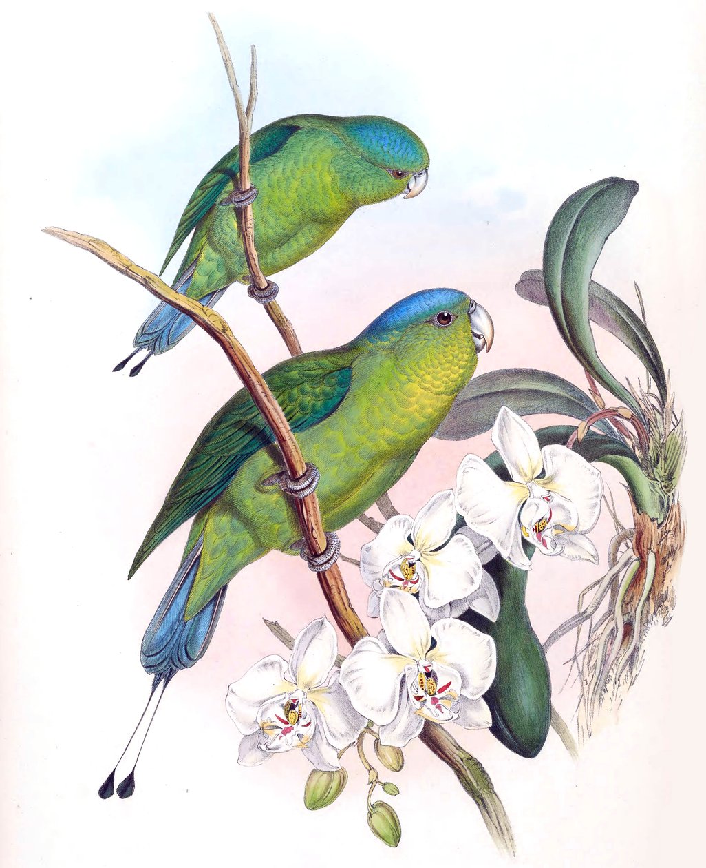 Prioniturus spatuliger = Prioniturus discurus av John Gould