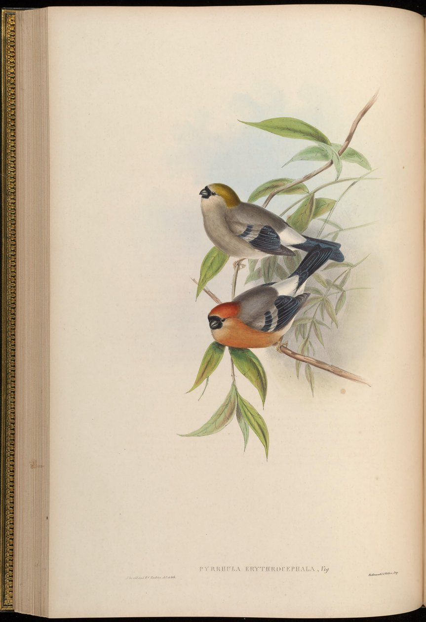 Pyrrhula erythrocephala av John Gould