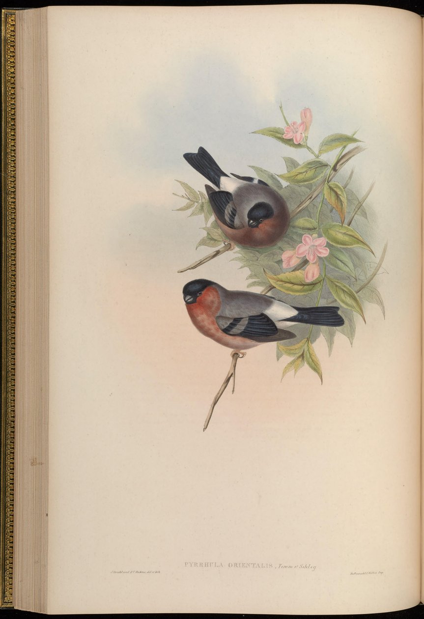 Pyrrhula orientalis = Pyrrhula pyrrhula rosacea av John Gould
