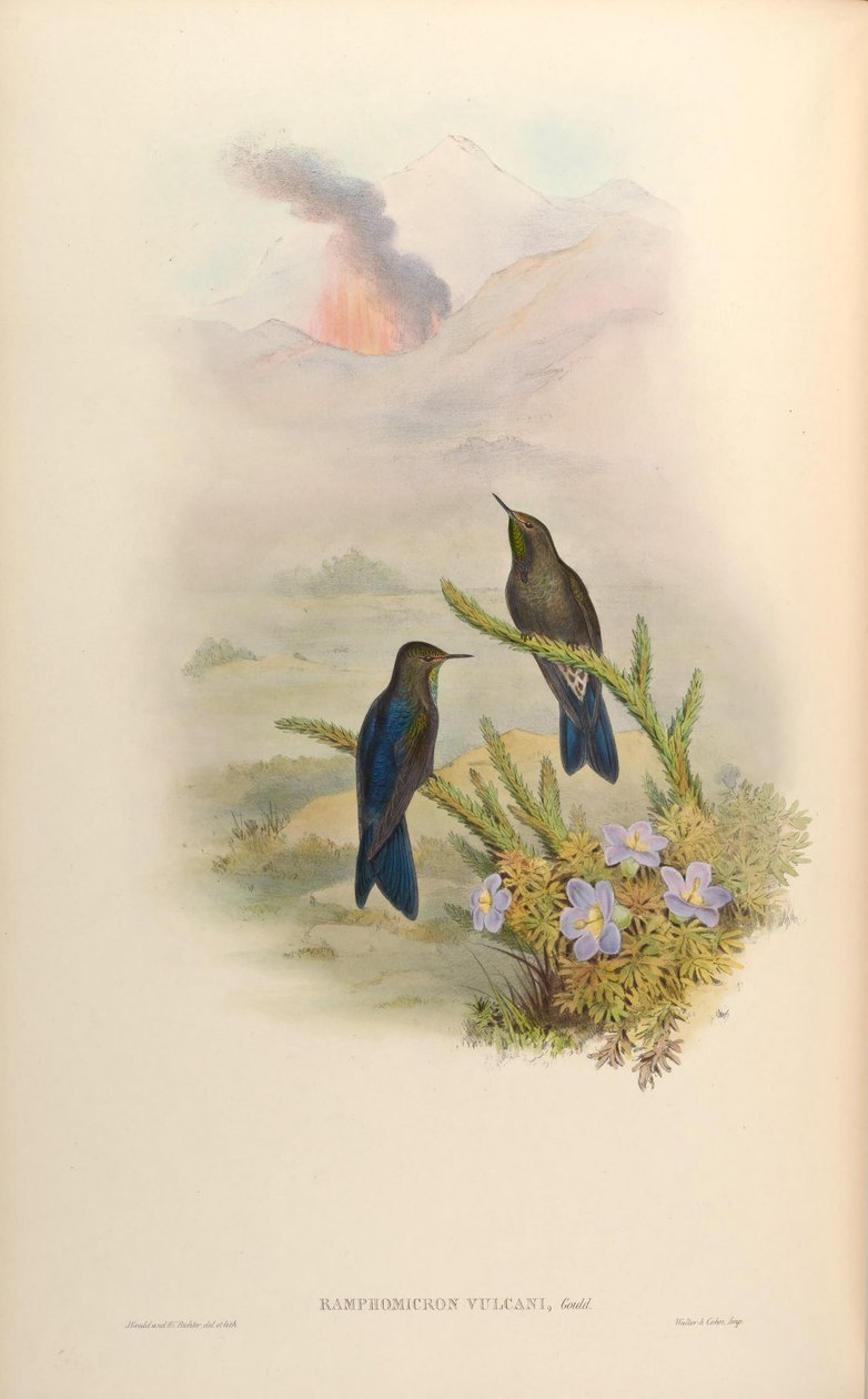 Ramphomicron vulkaner = Chalcostigma stanleyi vulkaner av John Gould