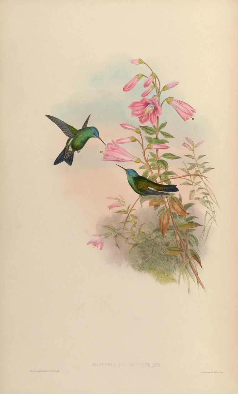 Saucerottia cyanifrons = Amazilia cyanifrons av John Gould