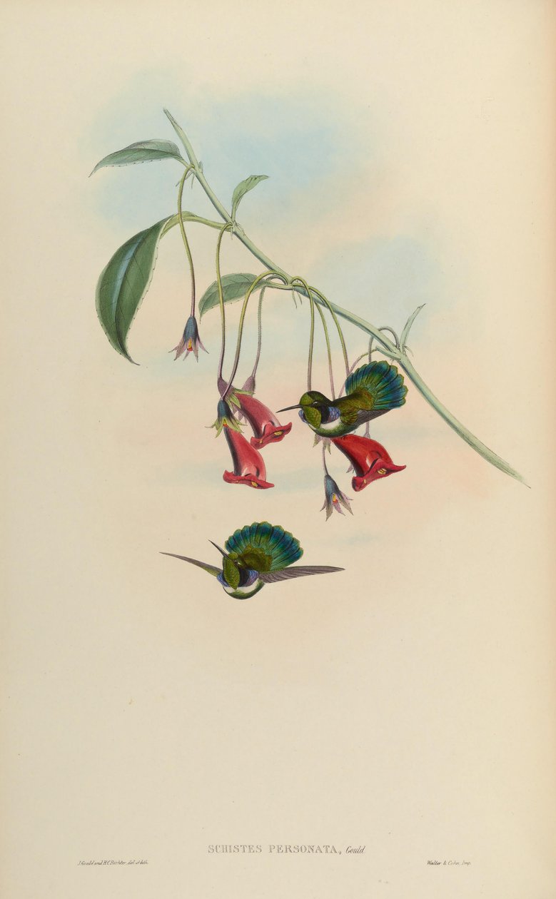 Schistes personata = Schists geoffroyi albogularis av John Gould