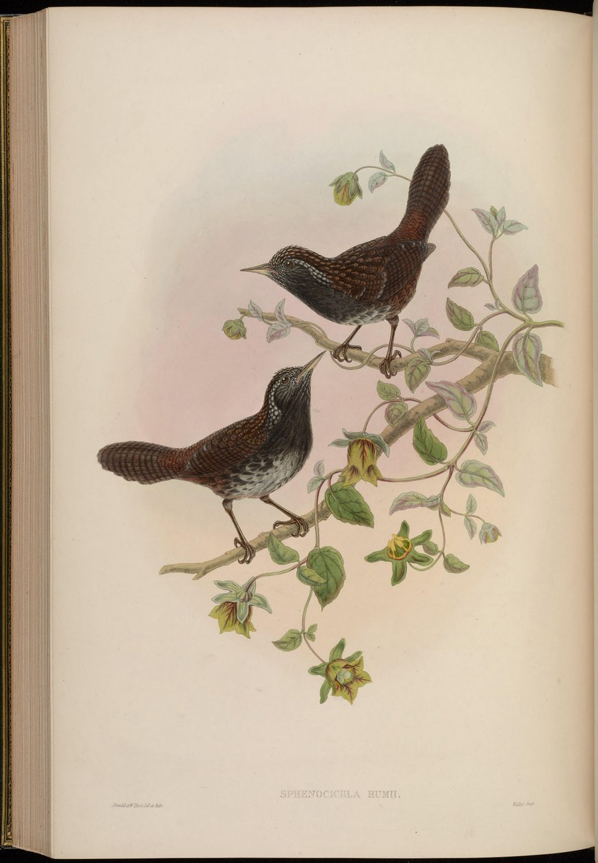 Sphenocichla humii av John Gould