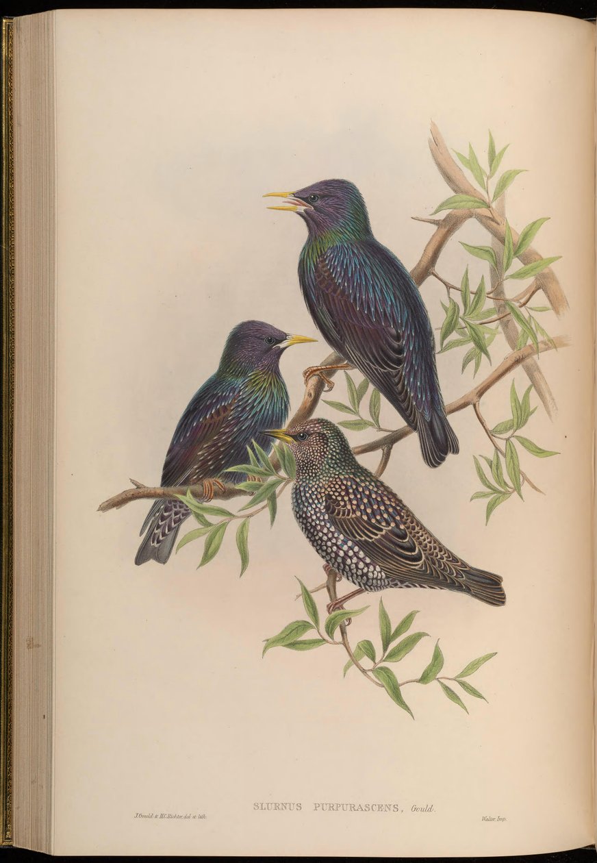 Sturnus purpurascens = Sturnus vulgaris purpurascens av John Gould