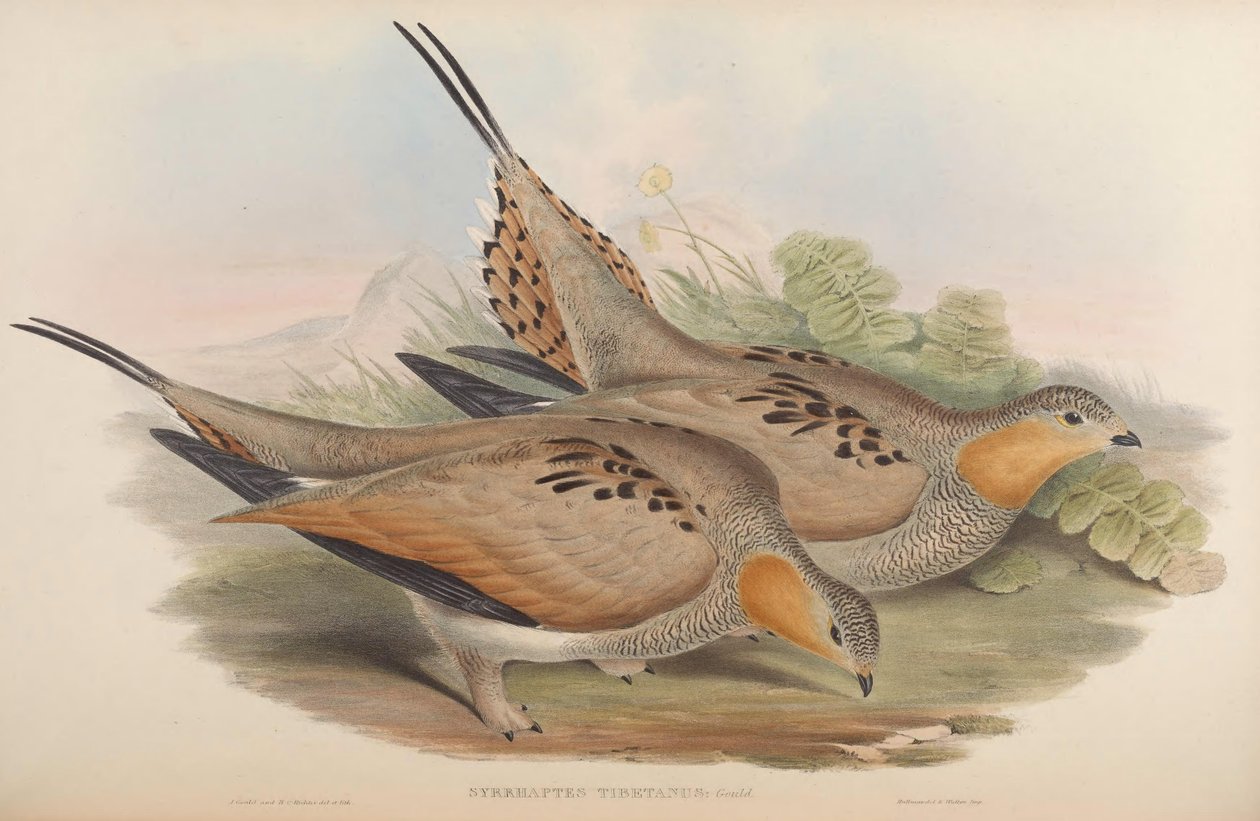 Syrrhaptes tibetanus av John Gould