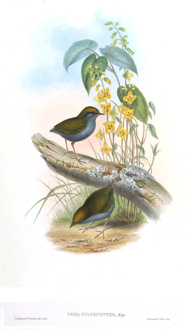 Tesia cyaneiveiventer av John Gould