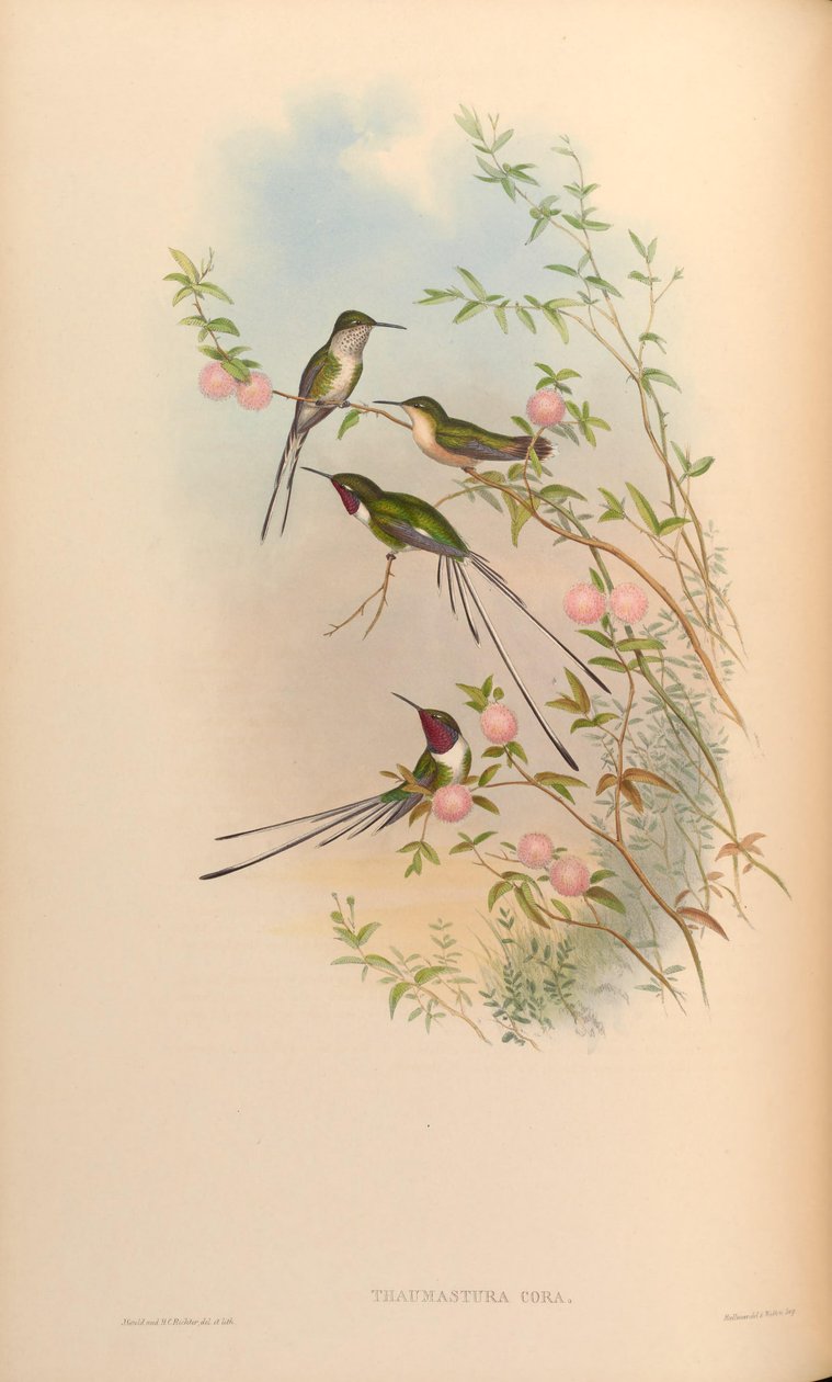 Thaumastura cora av John Gould